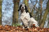 SETTER ANGLAIS 004